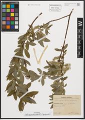 Foto von Salix appendiculata Vill. x Salix purpurea L.